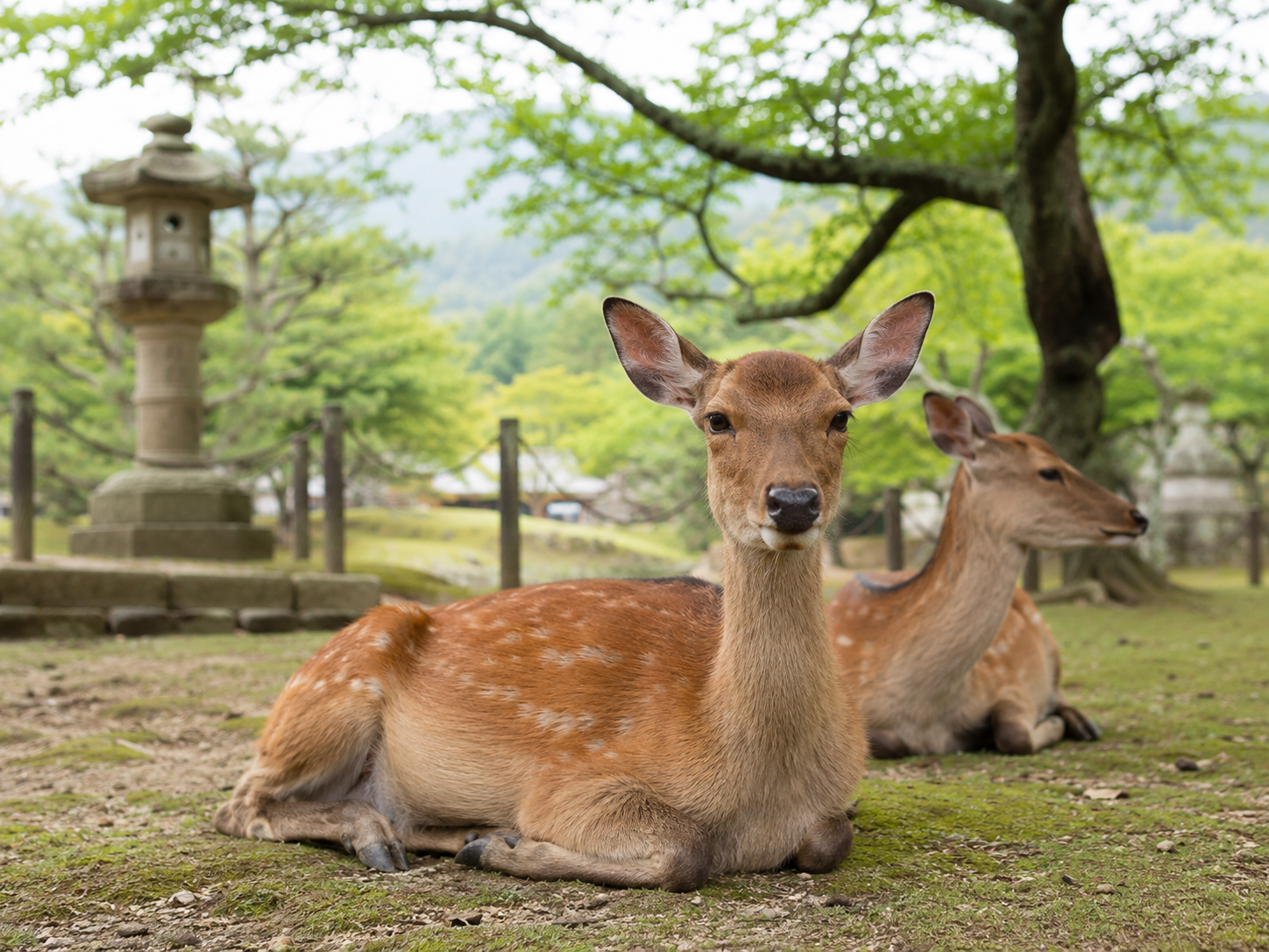 Nara deer in a calm park setting